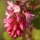 شکوفه انگور فرنگی سیاه