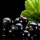 انگور فرنگی سیاه