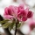 شکوفه گیلاس (ساکورا)